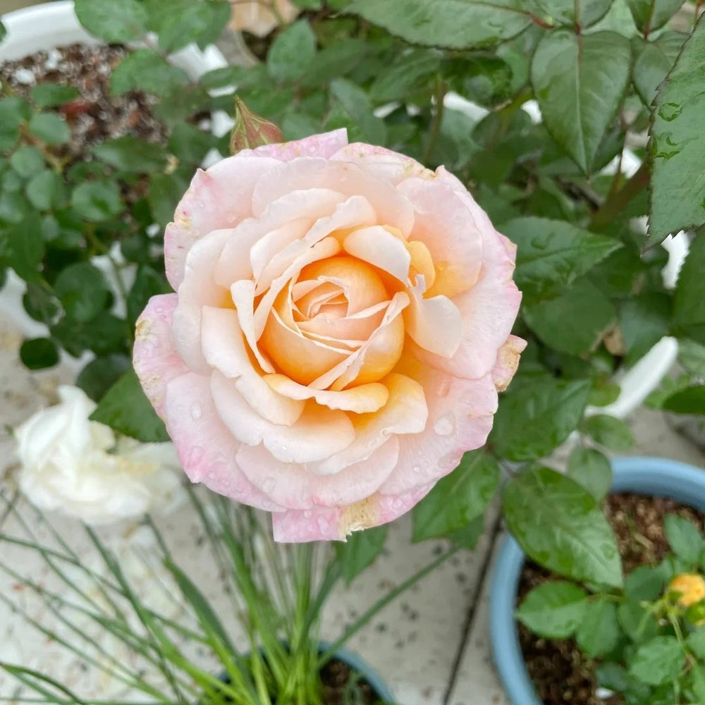 Grossherzogin Luise Rose Plant|大公夫人 image 6
