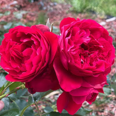 Florentina Rose Plant｜弗洛伦蒂娜 image 2