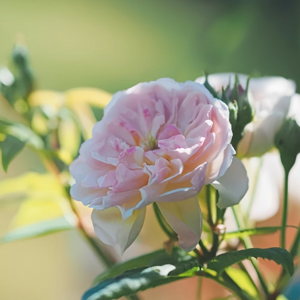 Romantic Siluetta Rose Plant|浪漫剪影 image 7