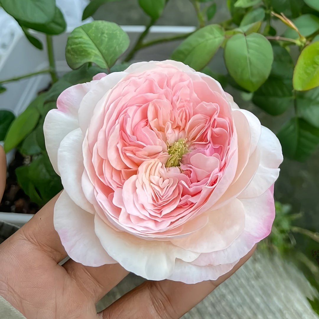 Pink Fragrance Rose Plant|五号香水/粉色香水 image 5