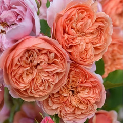 Silk Road Rose Plant|丝绸之路 image 2