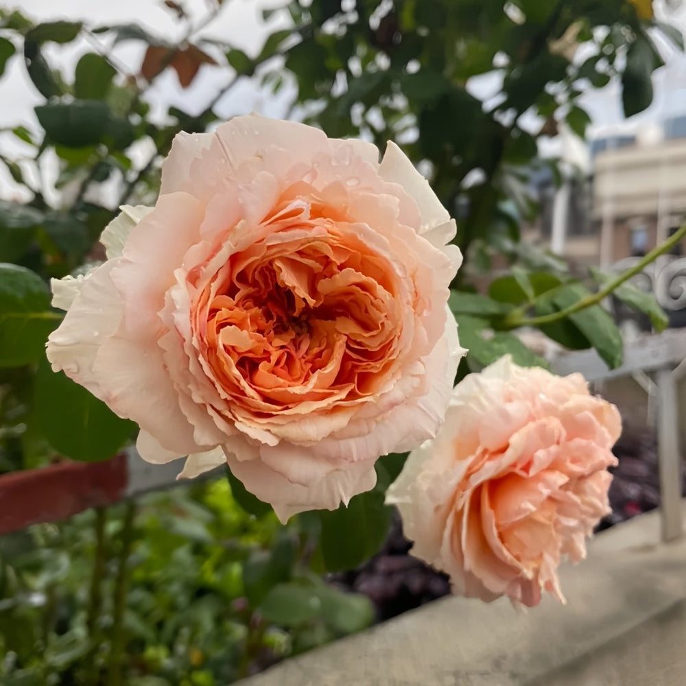 Salmanasar Rose Plant|萨尔曼莎 image 6