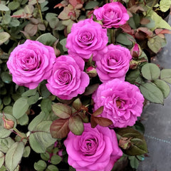 Pluto King Terrazza Rose Plant| 冥王星阳台 image 2
