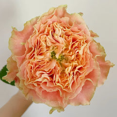 Country Spirit Louise Rose Plant｜乡村路易斯 image 1