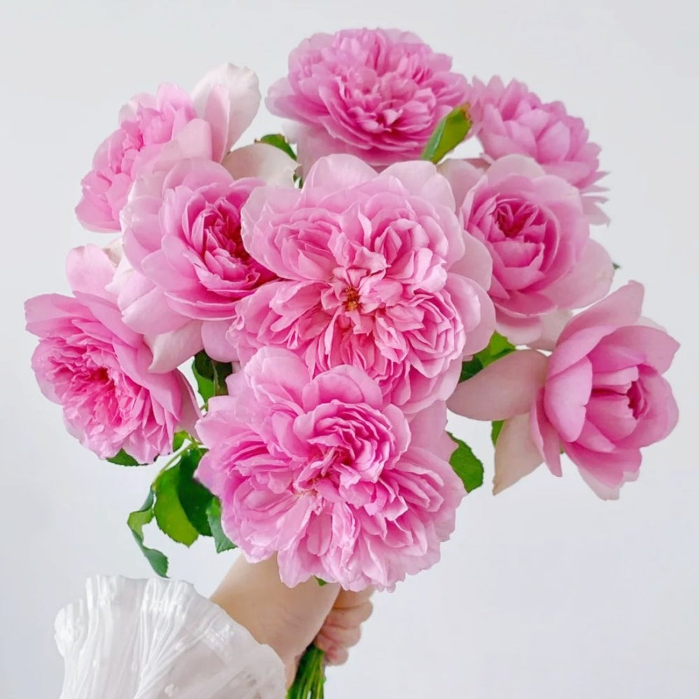 Pompadour Rose Plant｜庞巴度 image 5