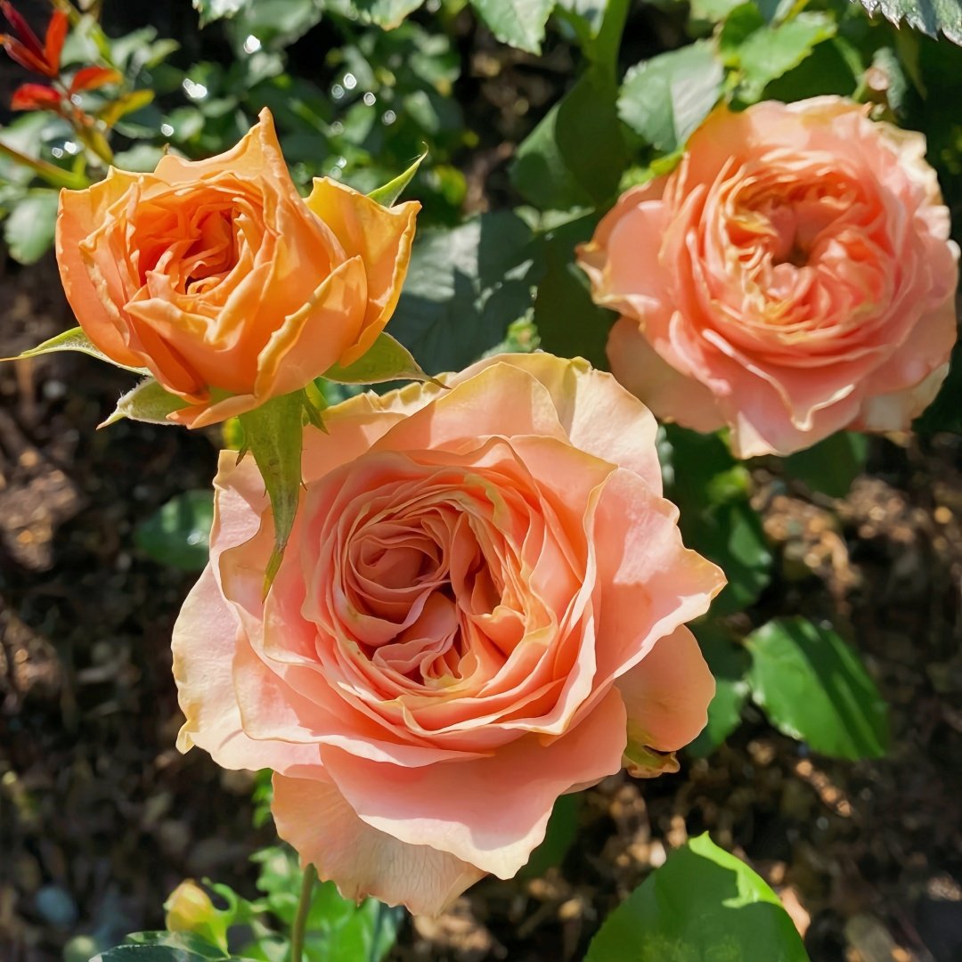 Living Coral Rose Plant |活力珊瑚 image 3