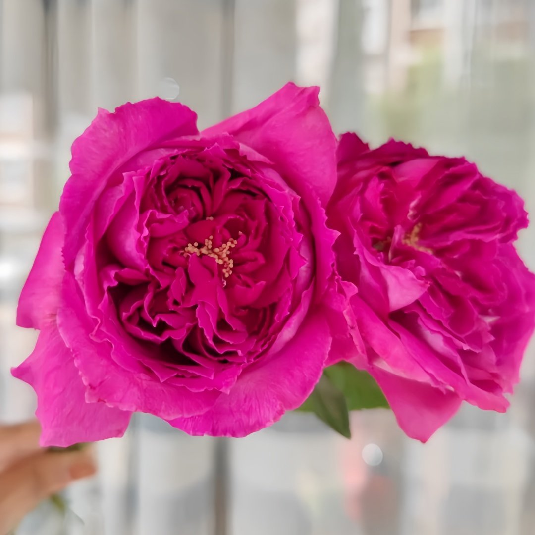 Yu Ji Rose Plant｜虞姬 image 5