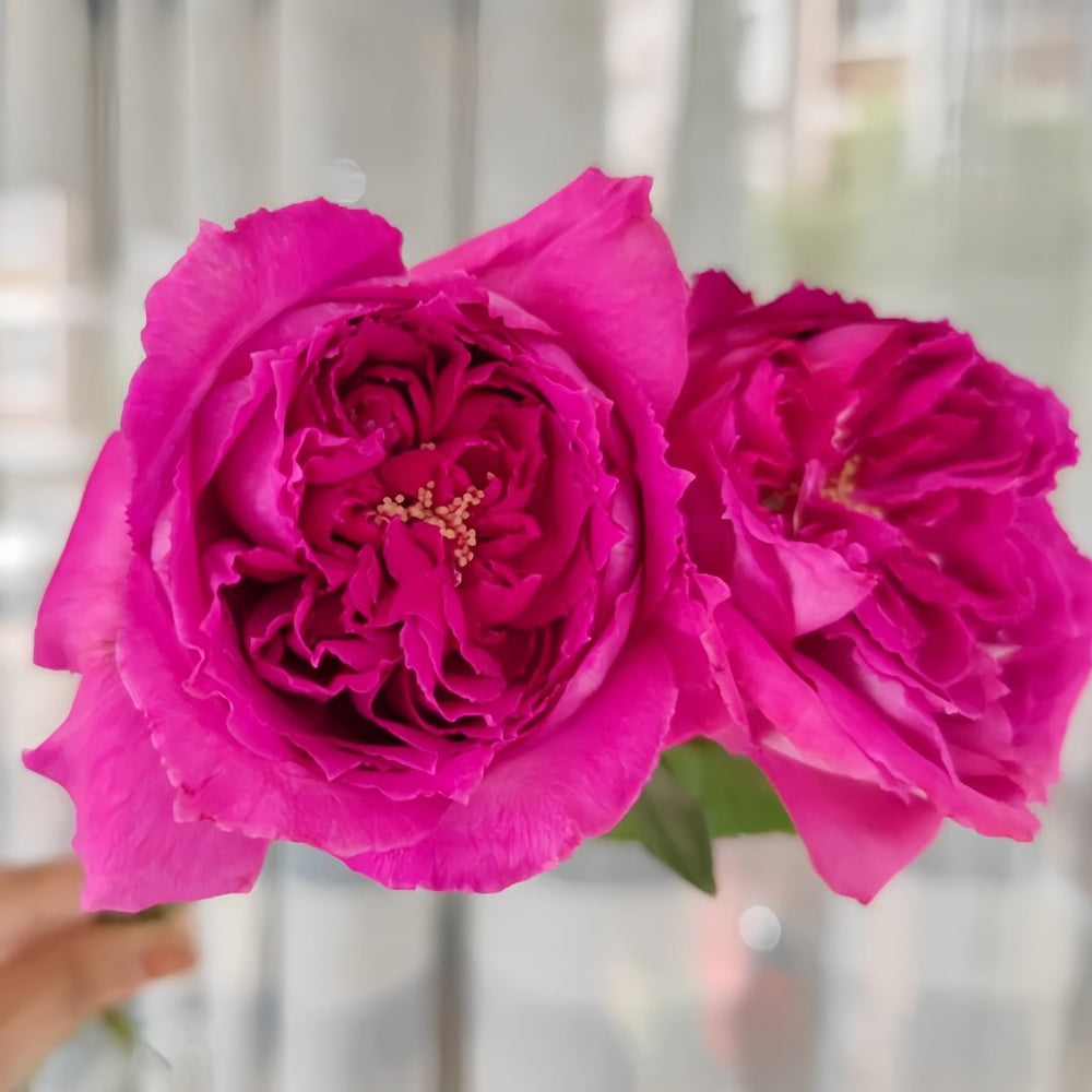 Yu Ji Rose Plant｜虞姬 image 5