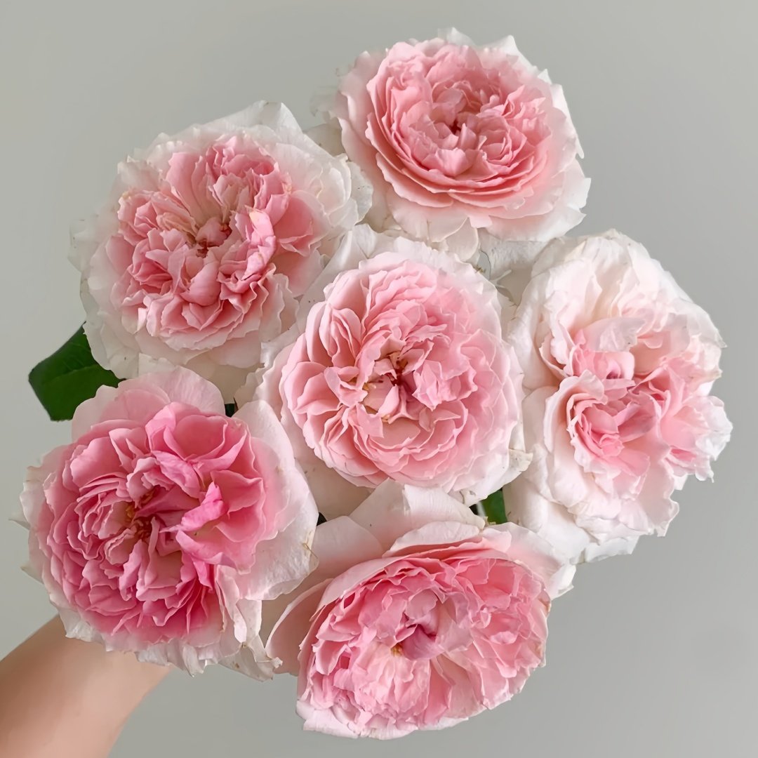 Miranda Rose Plant | 米兰达 image 0