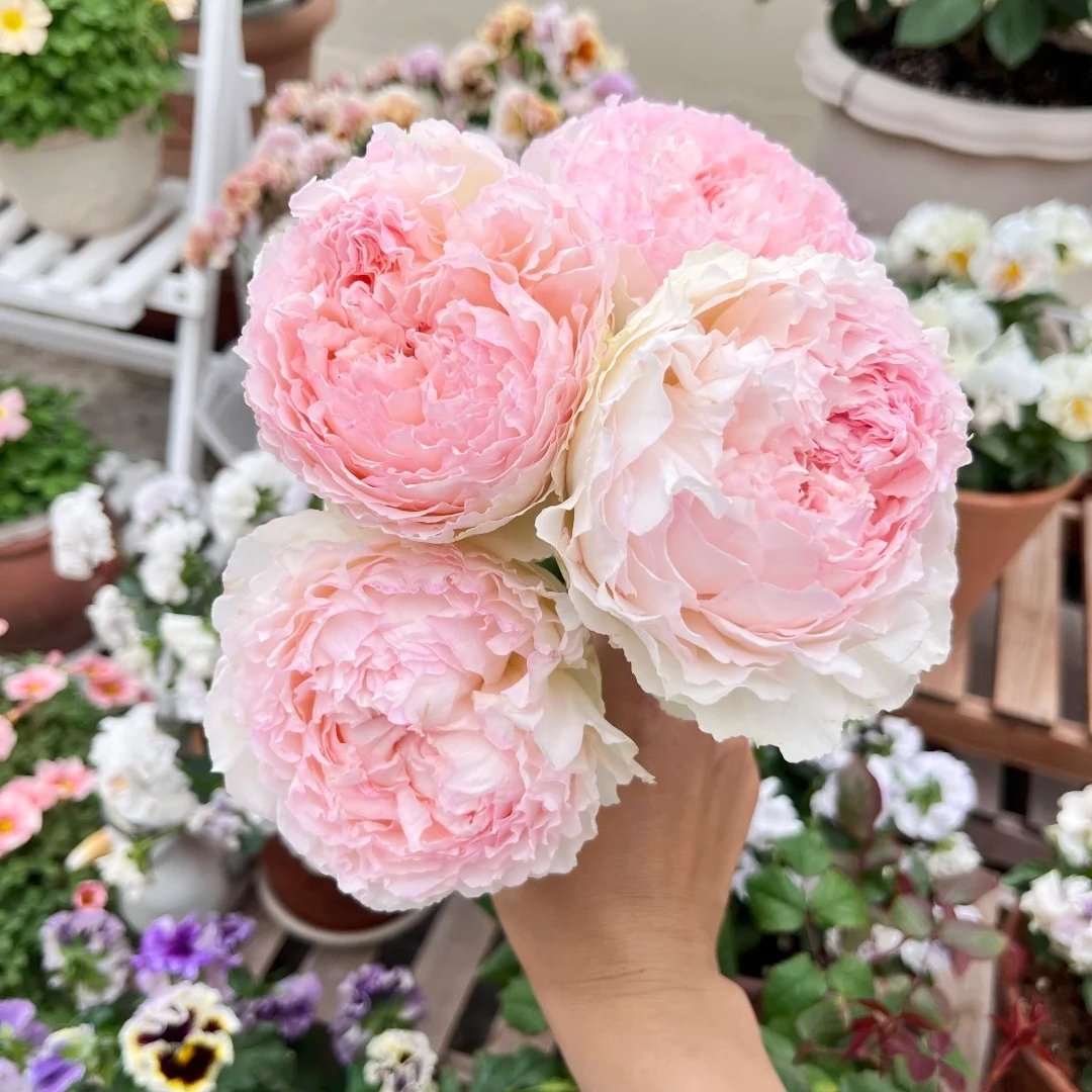 M-Perzik Rose Plant｜佩尔朱克 image 7