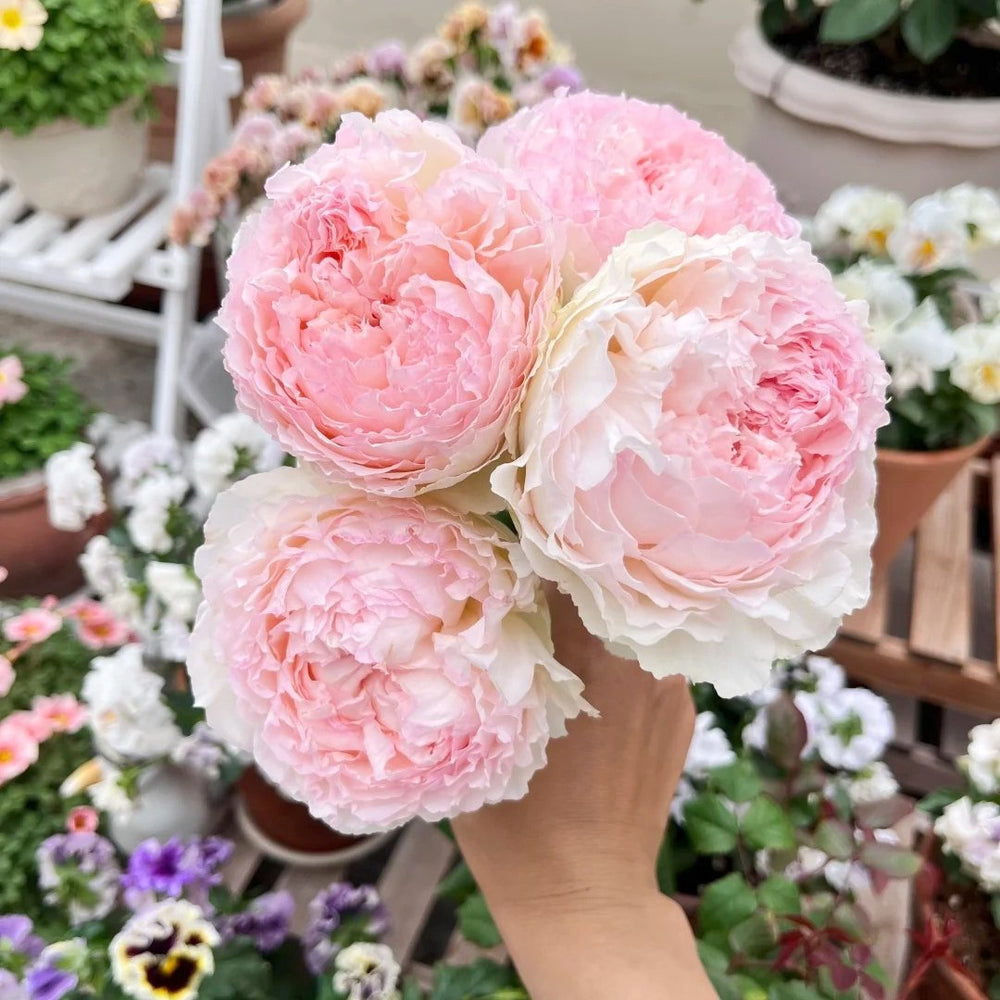 M-Perzik Rose Plant｜佩尔朱克 image 7