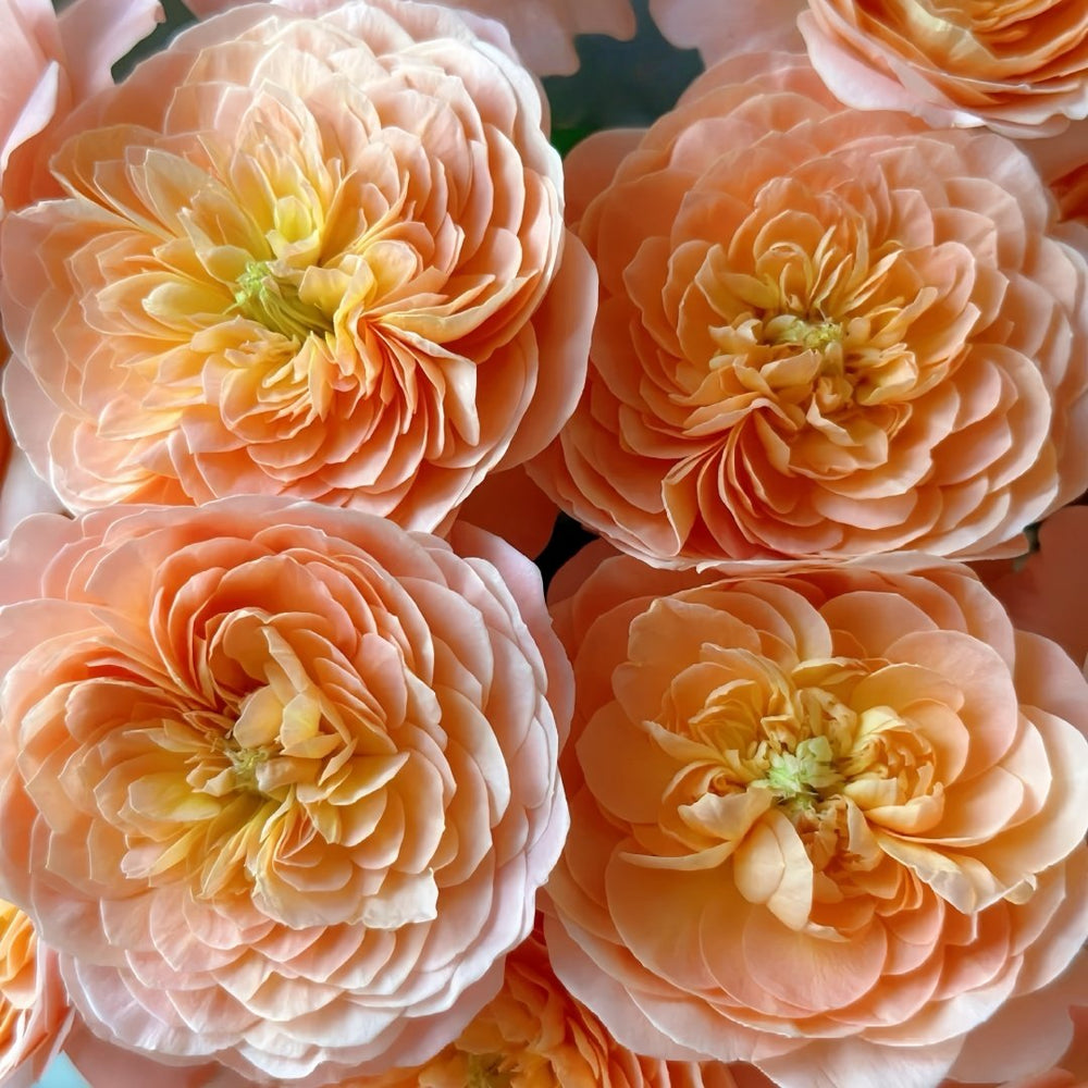 Wutongyue Rose Plant|梧桐月 image 6