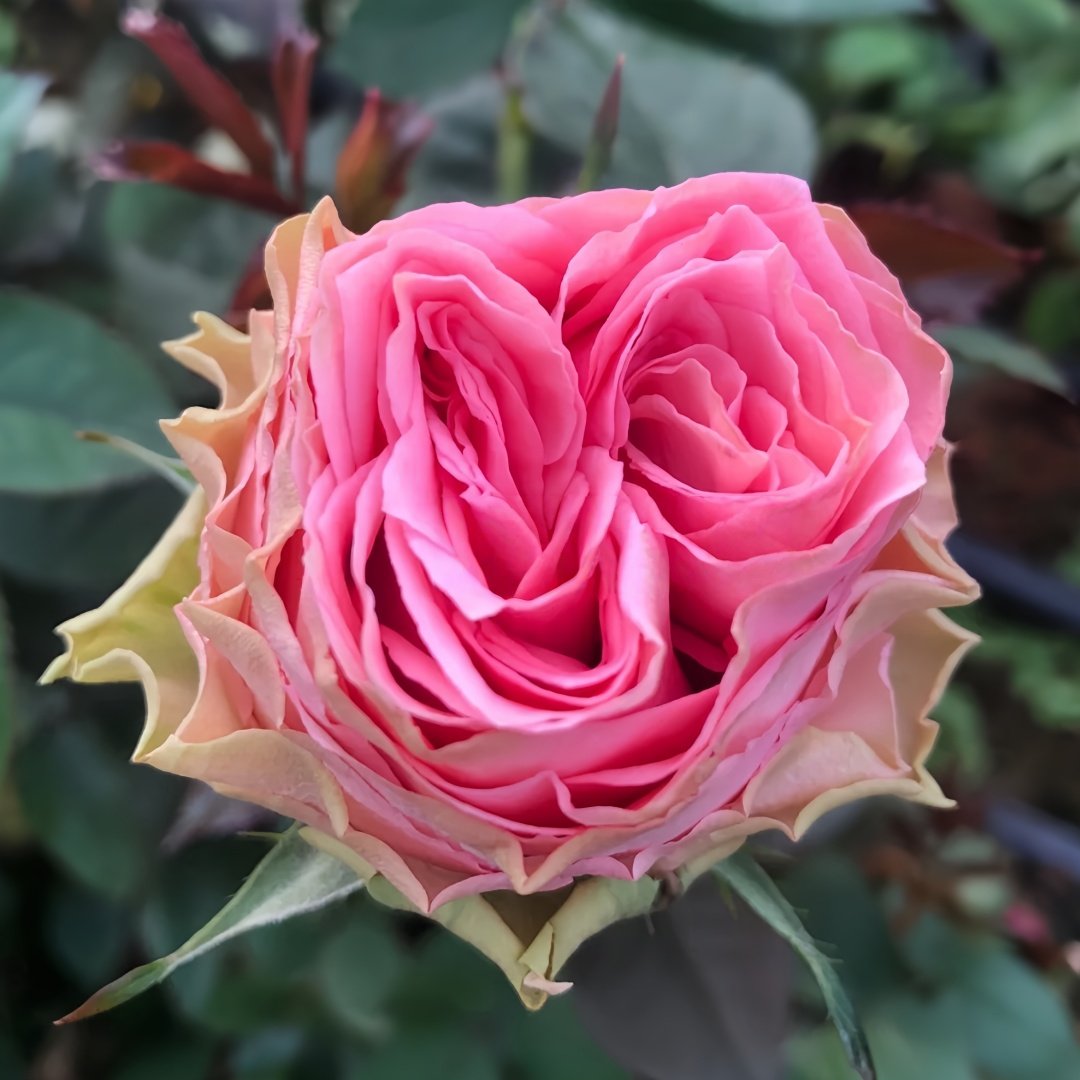 Country Spirit Girl Rose Plant|乡村女孩 image 0