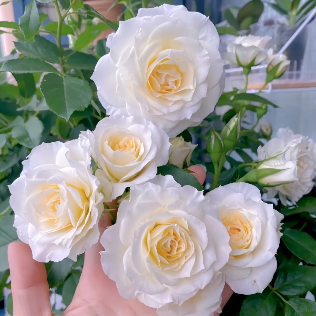 Ice Cream Balcony Rose Plant|冰淇淋阳台 image 4