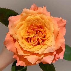 Free Spirit Rose Plant | 火灵鸟 image 2