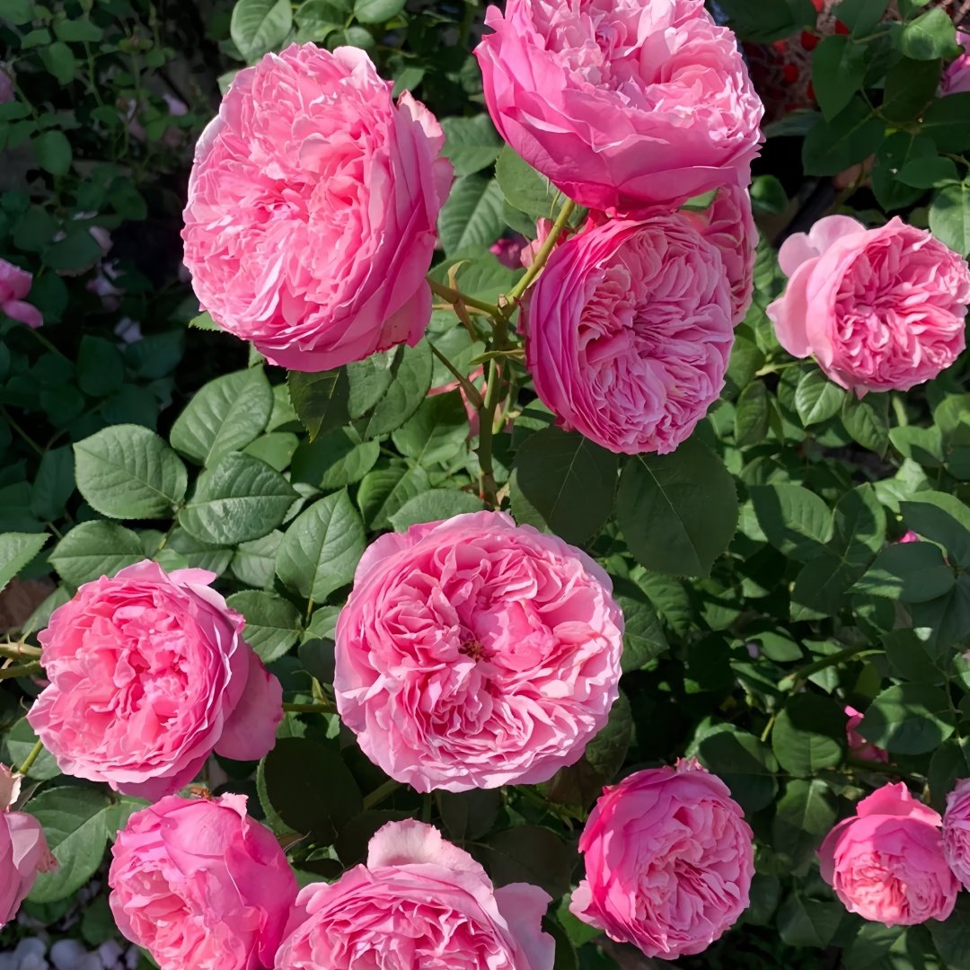 Carey Rose Plant | 凯丽玫瑰 image 9