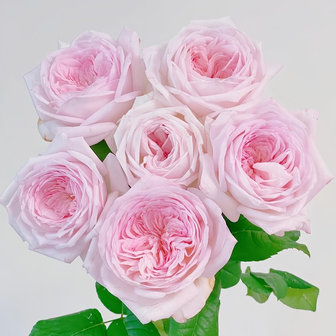 Special Bride Rose Plant｜特别新娘 image 9