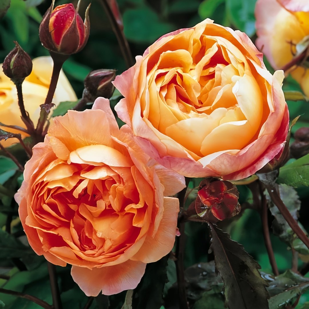 Lady Emma Hamilton Rose Plant｜艾玛·汉密尔顿夫人 image 5