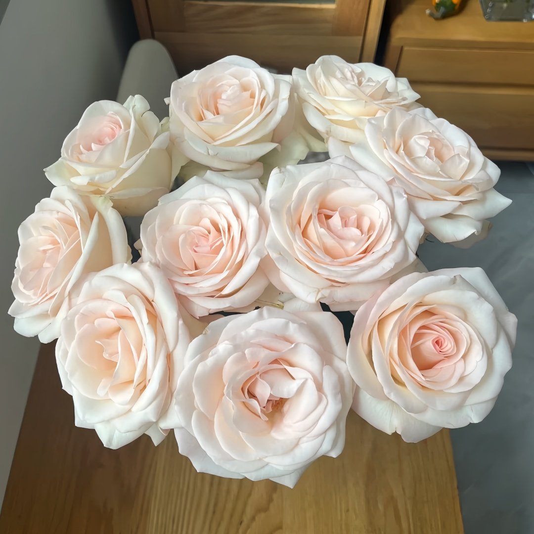 White Peach Gyokuro Rose Plant | 玉露白桃 image 1
