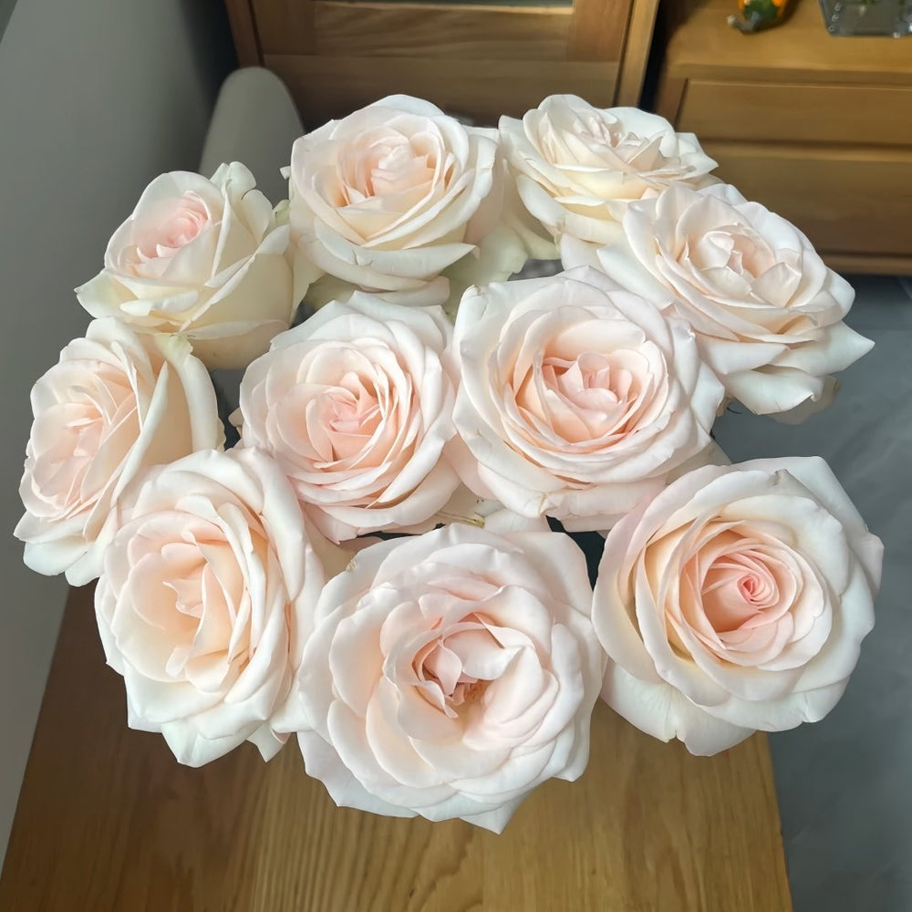 White Peach Gyokuro Rose Plant | 玉露白桃 image 1