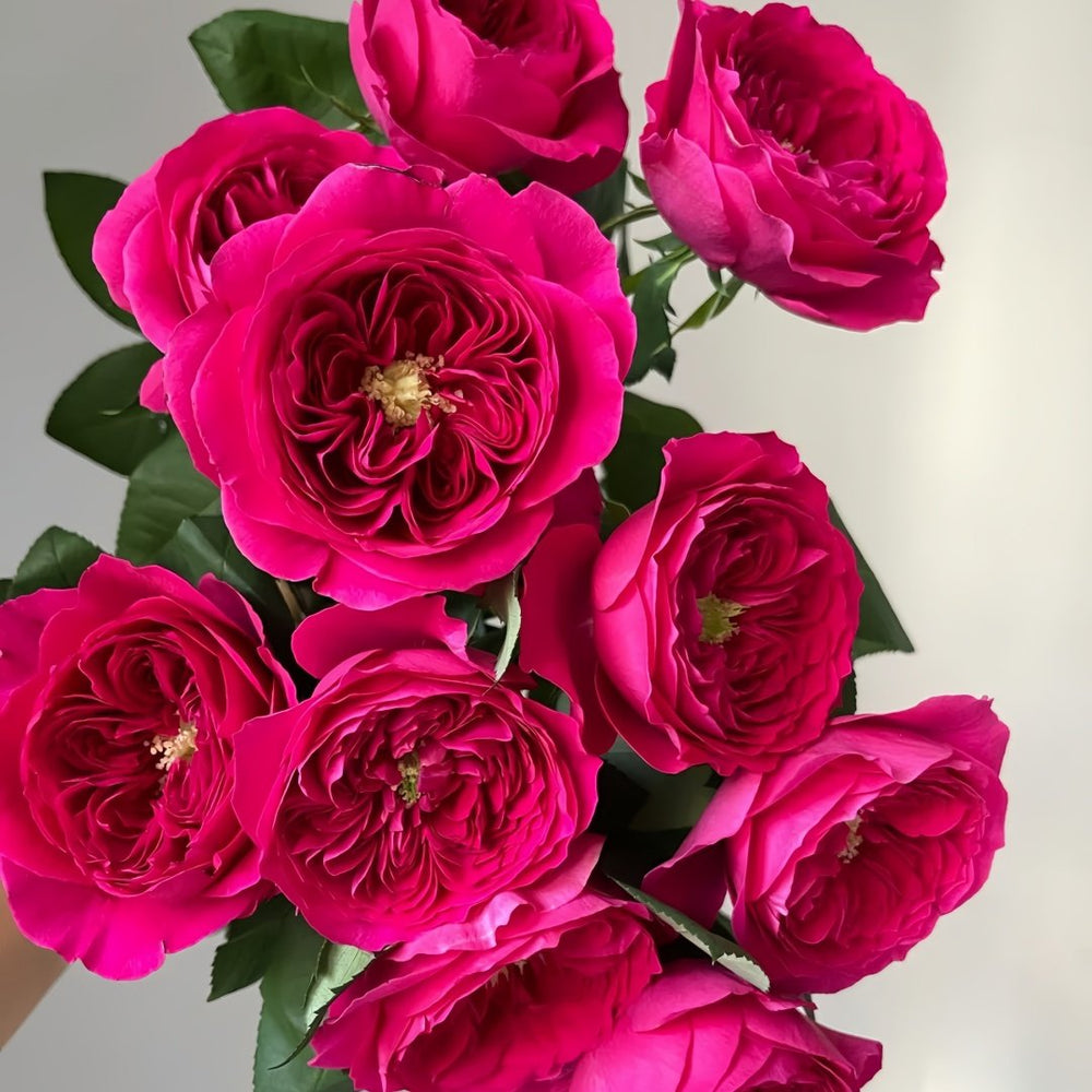 Darcey Rose Plant | 达西 image 8