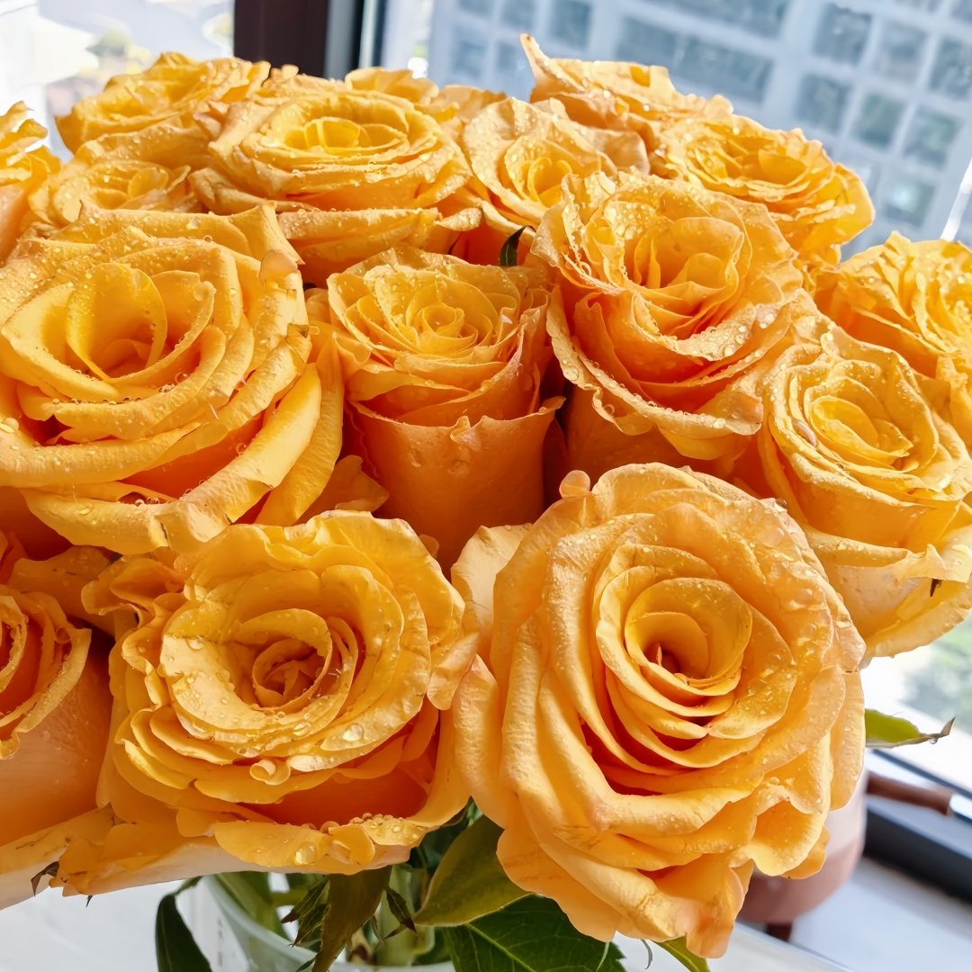 Dun Huang Rose Plant｜敦煌玫瑰 image 7