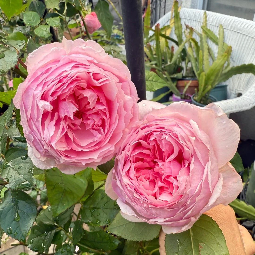The Wedgwood Rose Plant|威基伍德/粉伍德 image 1