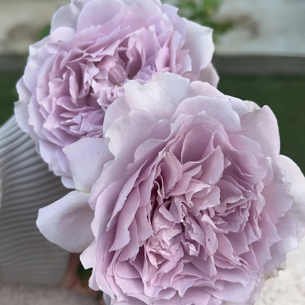 Antique Watch Rose Plant｜古董怀表 image 3