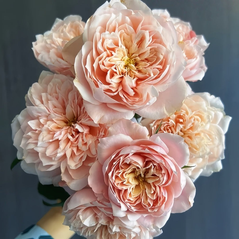 Solahana Rose Plant|天空 image 3