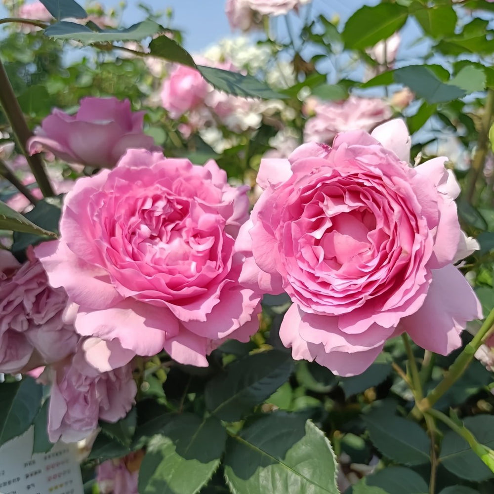 Ningzhi Rose Plant｜凝脂 image 3
