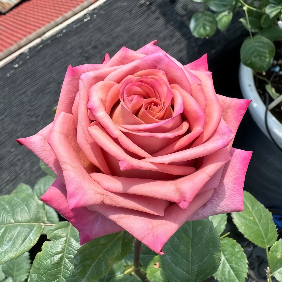 Barista Rose Plant ｜调香师 image 2