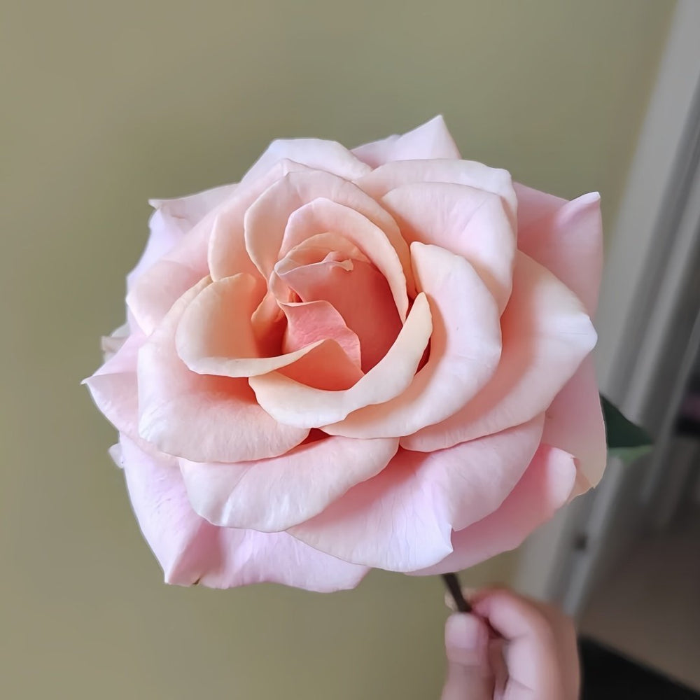 Paul Ricard Rose Plant｜保罗理查德 image 2