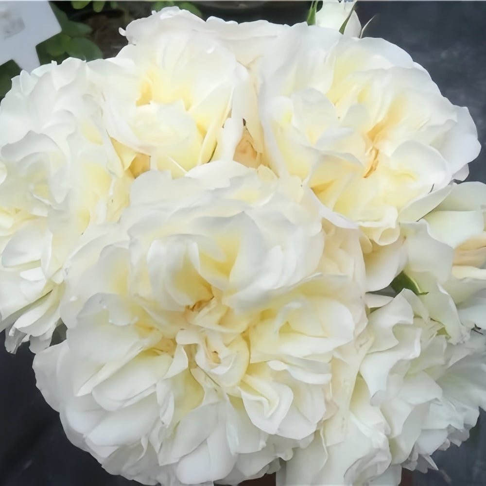 White Meidiland Rose Plant｜白米农 image 2