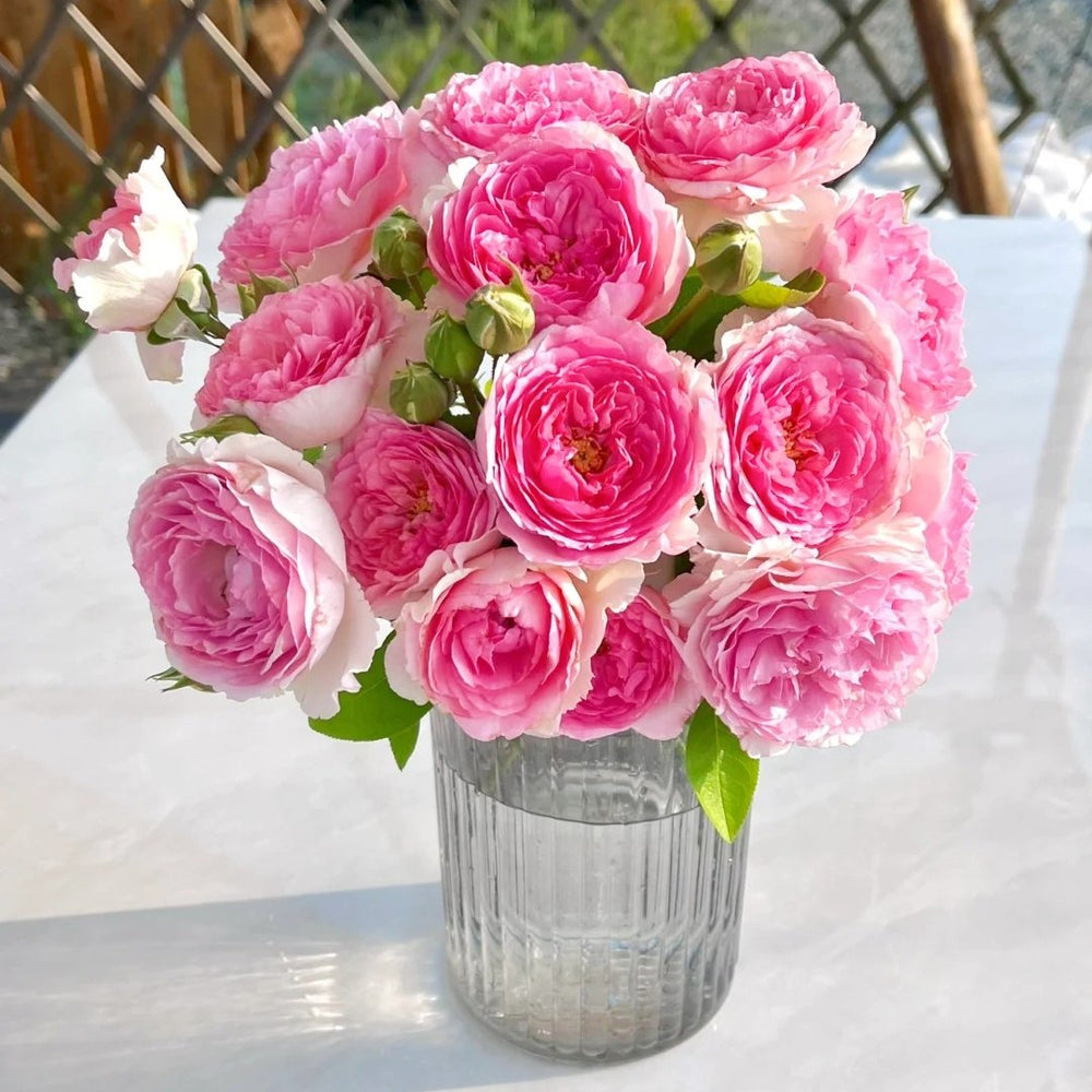 Yves No4 Aroma Rose Plant|伊芙四号芳香 image 7