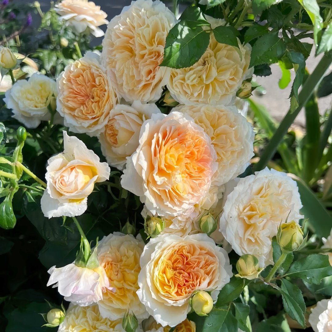 Effie Rose Plant｜艾菲玫瑰 image 8