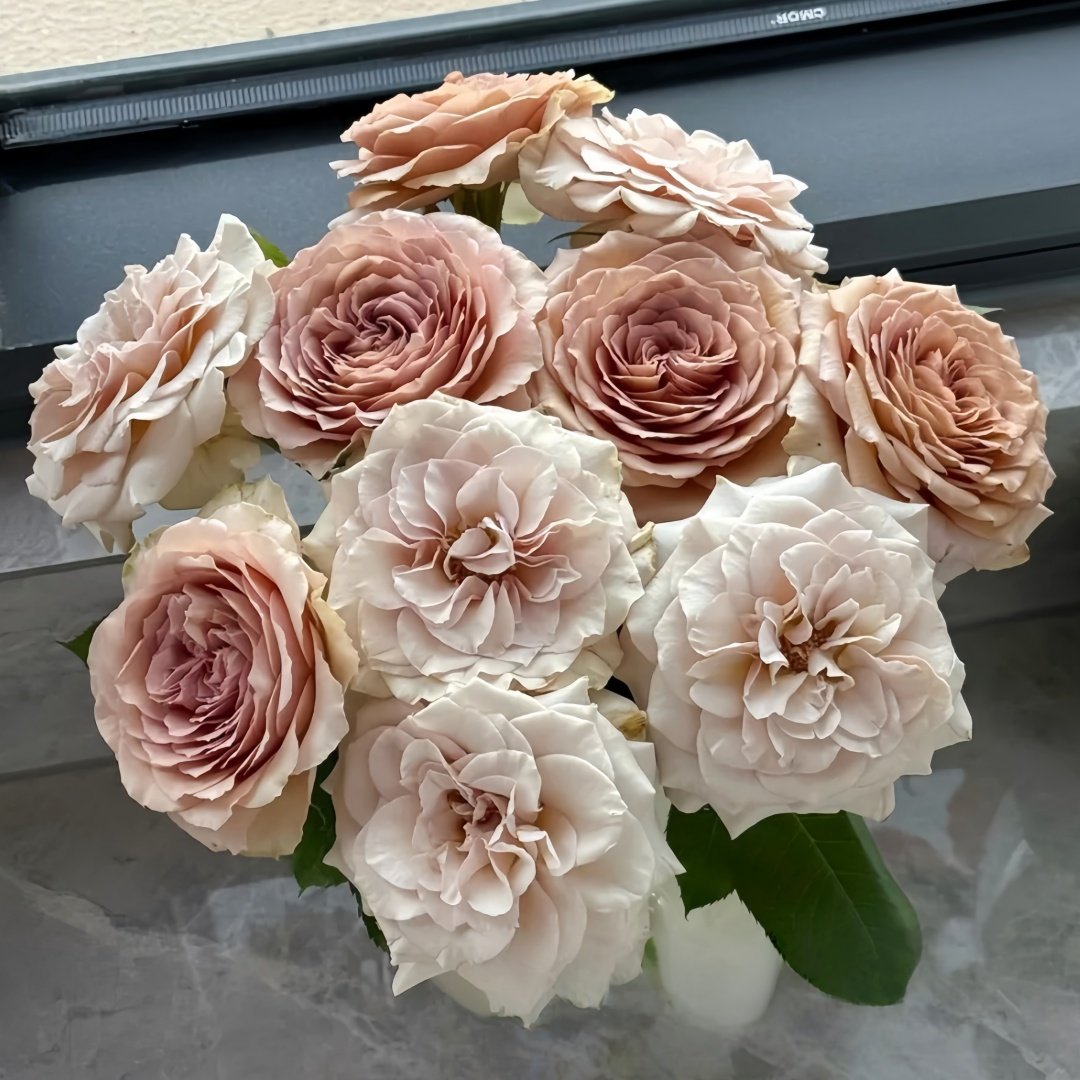 Beiley Rose Plant｜贝利 image 3