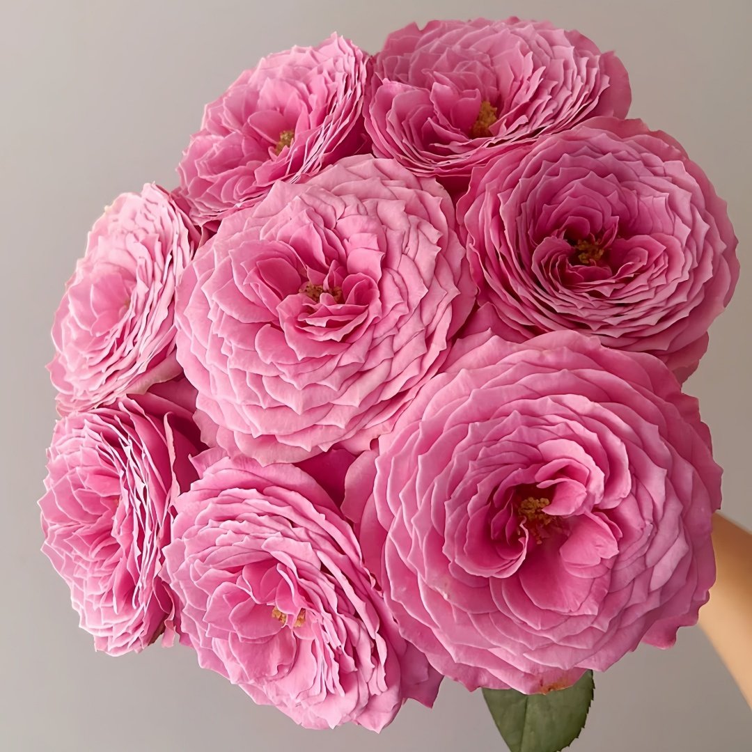 Peonikiss Rose Plant｜牡丹之吻 image 8