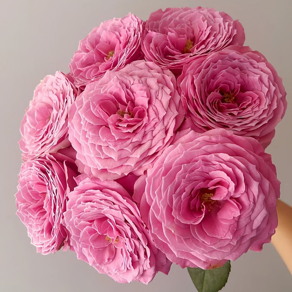 Peonikiss Rose Plant｜牡丹之吻 image 8