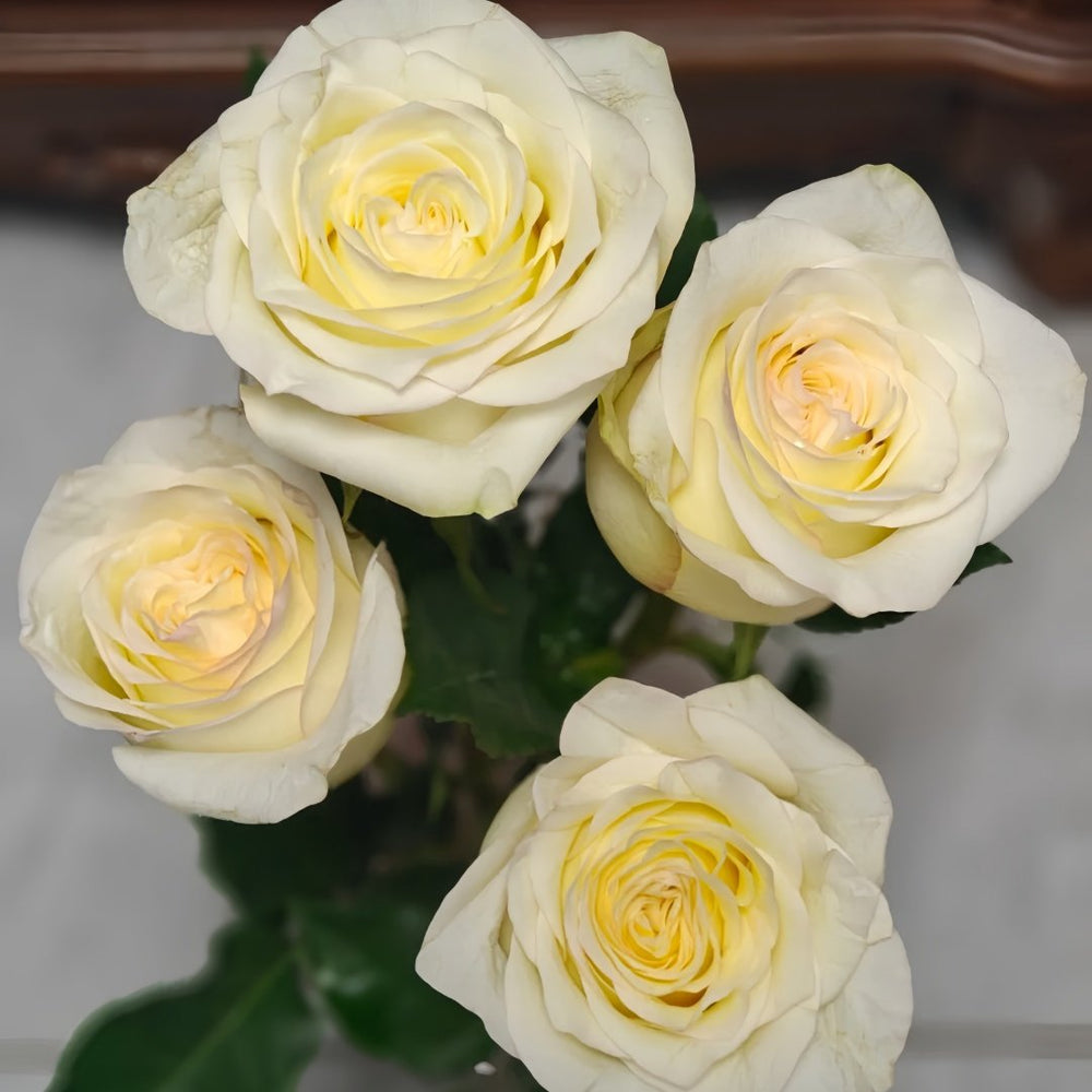 White Candlelight Rose Plant | 白烛光 image 9