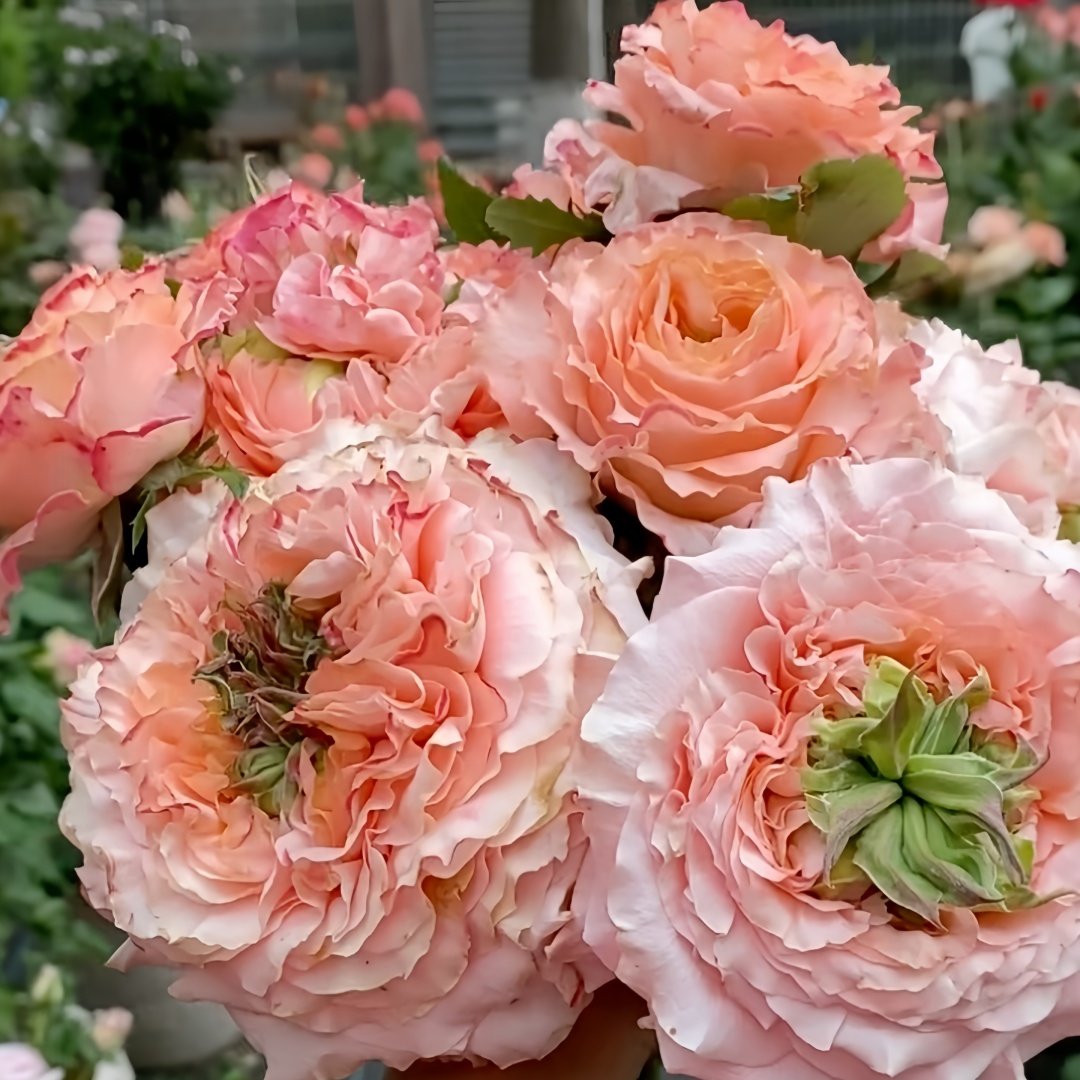 Princess Crown Rose Plant｜公主皇冠 image 7