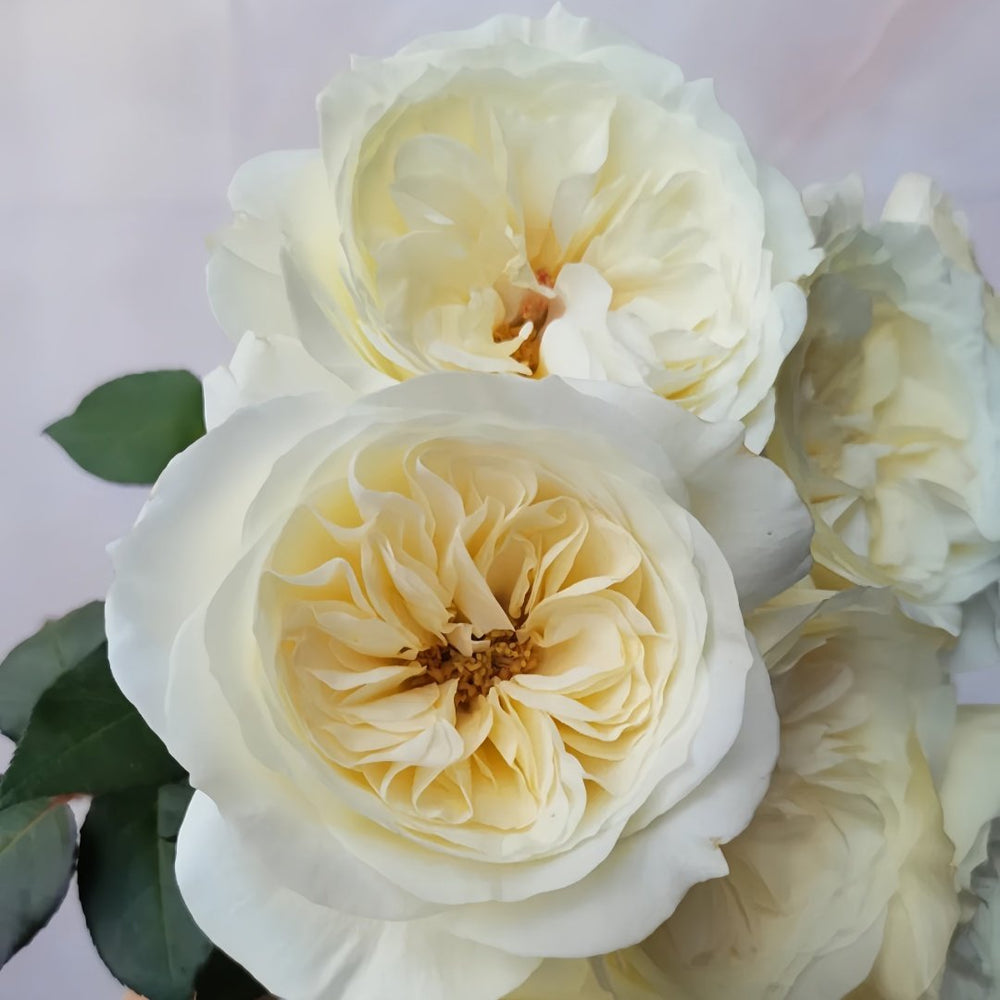 Leonora Rose Plant｜Ella Rose｜艾拉/尼罗娜 image 5