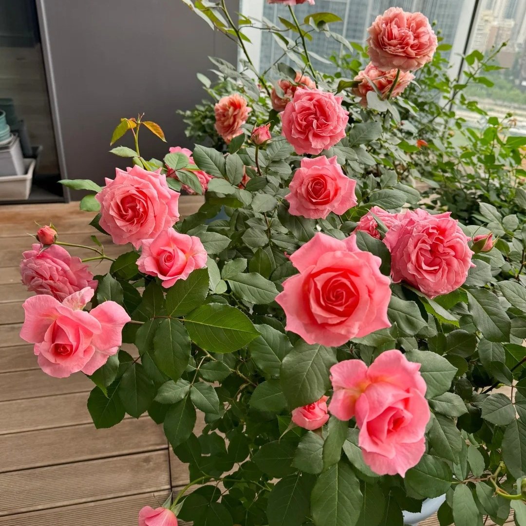 Corail Gelee Rose Plant｜珊瑚果冻 image 3