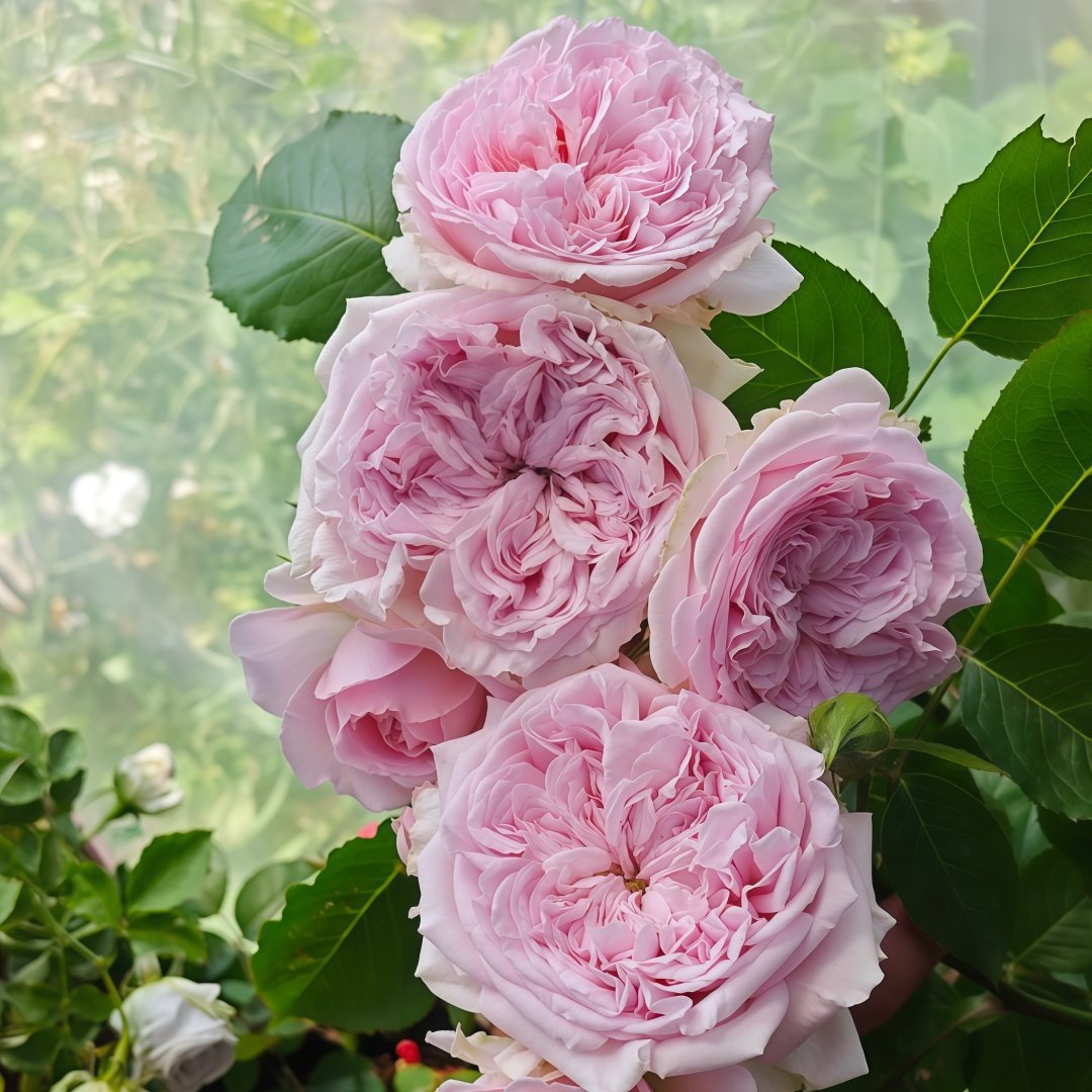 Mary Lennox Rose Plant ｜玛利伦 image 6