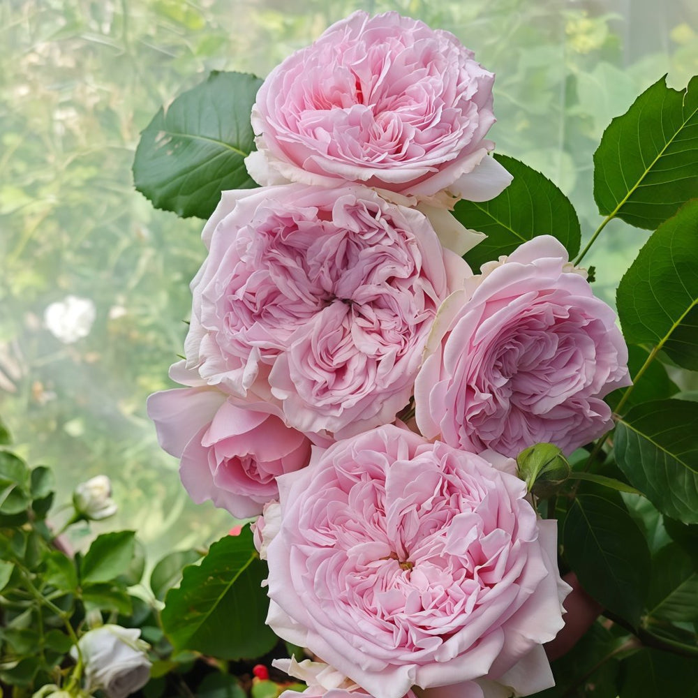 Mary Lennox Rose Plant ｜玛利伦 image 6