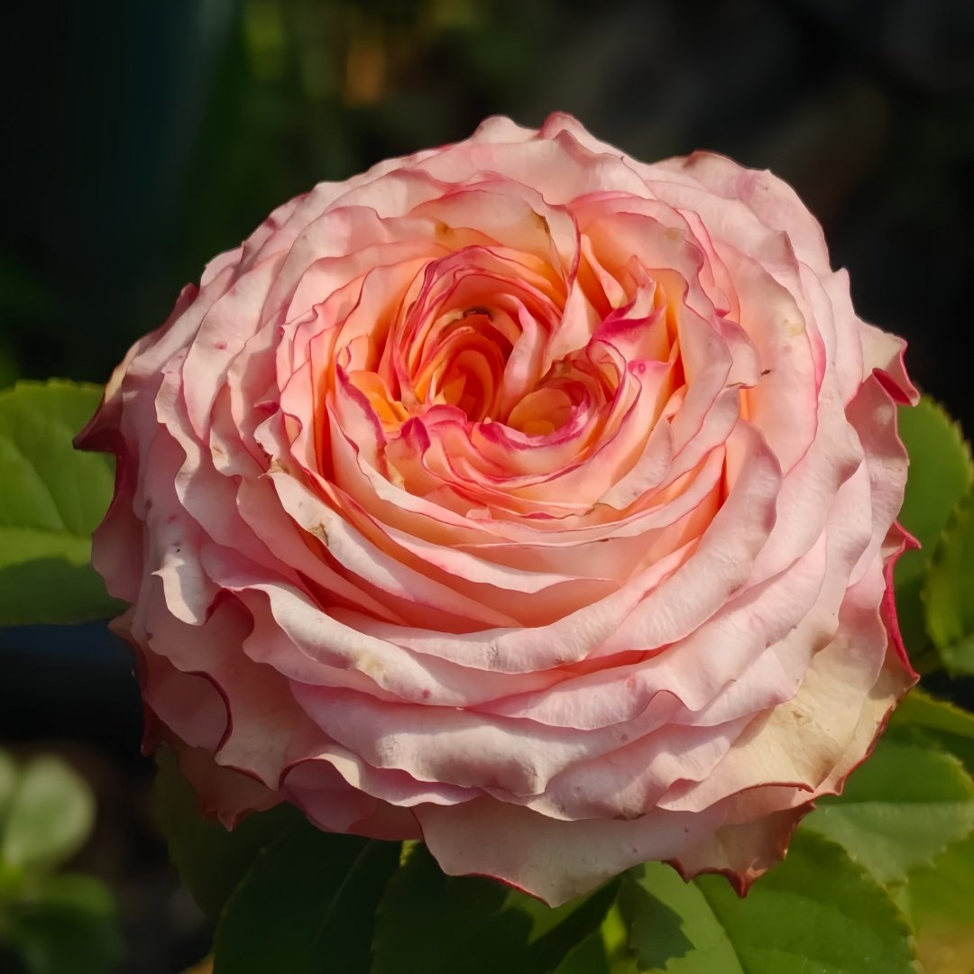Country Spirit House Rose Plant ｜乡村雅舍 image 1