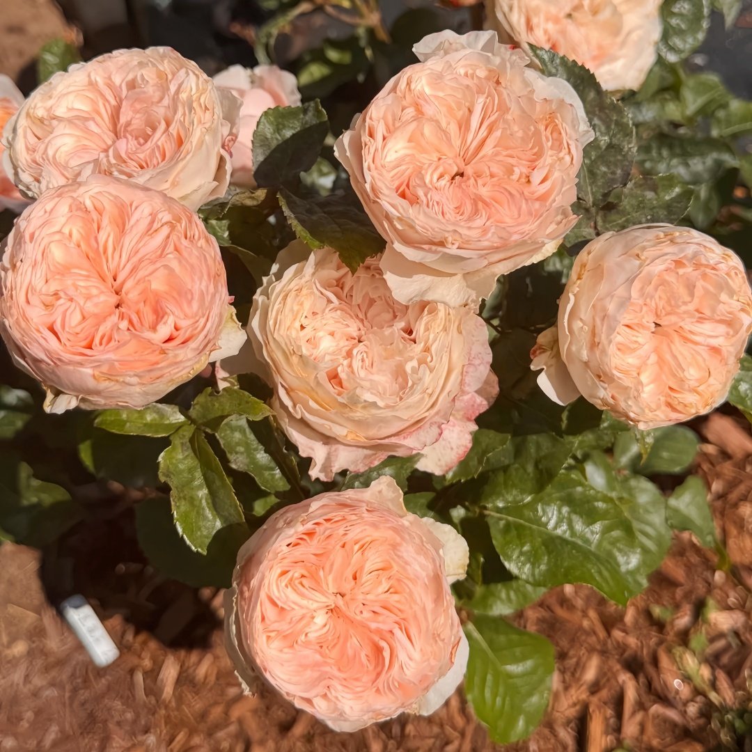 Paradise Beach Rose | 天堂海滩 image 8