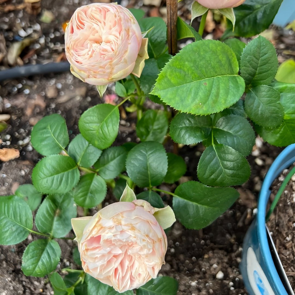 Royal Blush Rose Plant|皇家腮红 image 8