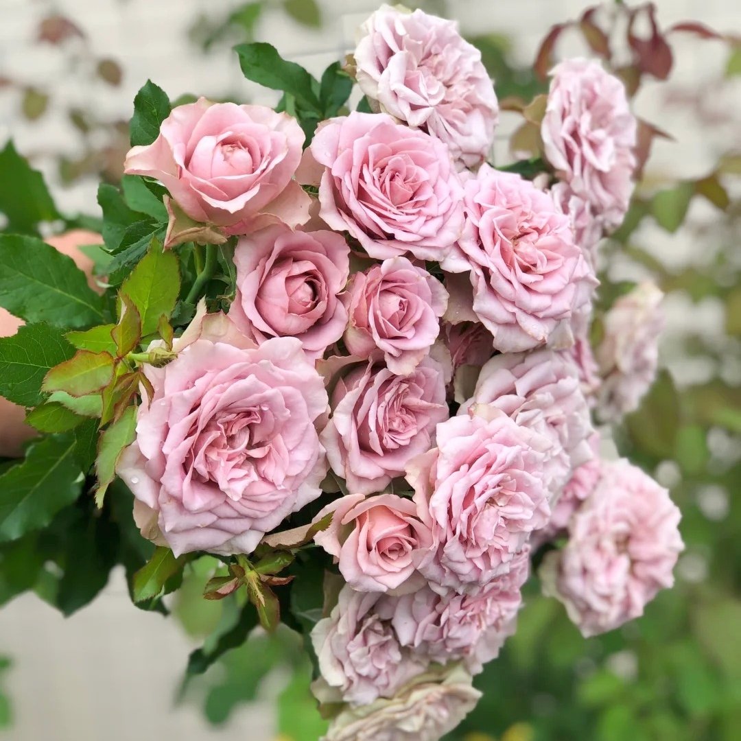 Montmartre Rose Plant｜蒙马特 image 4