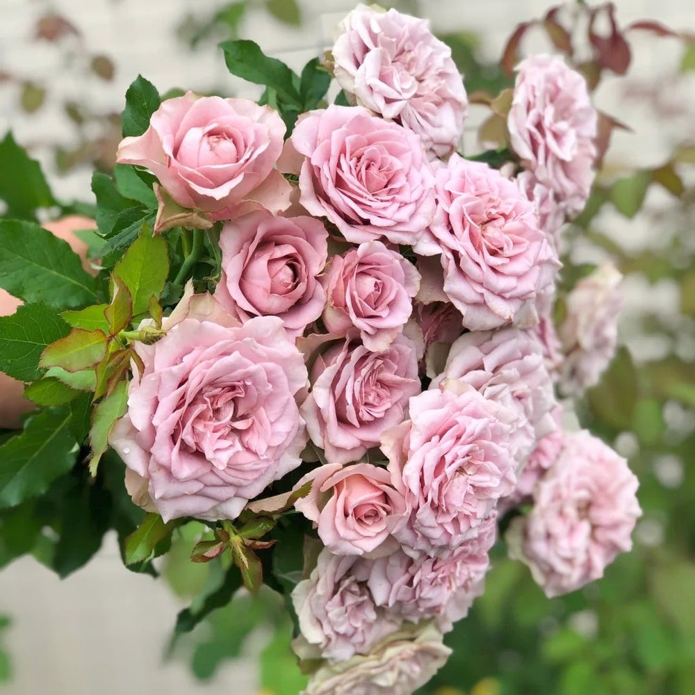 Montmartre Rose Plant｜蒙马特 image 4