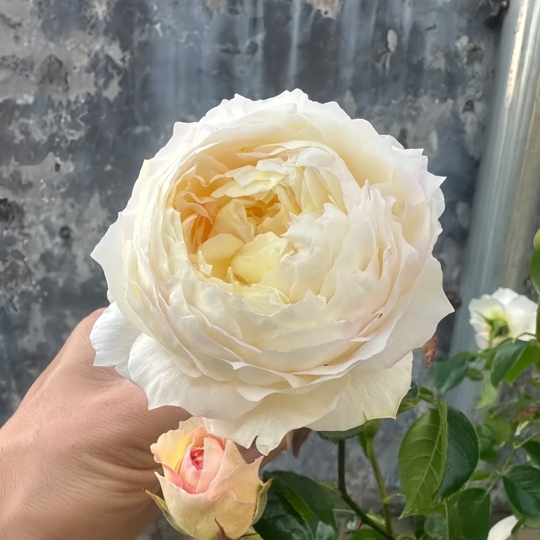Returning to Spring Rose Plant|回春 image 7